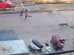 6-year-old boy attacked by stray dogs in Andhra Pradesh's Guntur 6-year-old boy attacked by stray dogs in Andhra Pradesh's Guntur