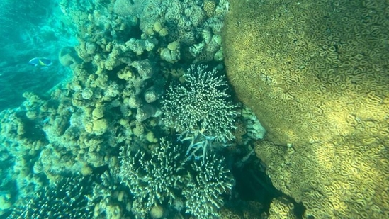 PM Modi posted pictures of his undersea exploration on X, formerly known as Twitter, calling it an “exhilarating experience”.(Twitter/@narendramodi)