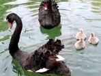 The birds may have died from avian flu, the ministry said, adding that specialists had been dispatched to the site to investigate. (Representational) (HT Photo) The birds may have died from avian flu, the ministry said, adding that specialists had been dispatched to the site to investigate. (Representational) (HT Photo)