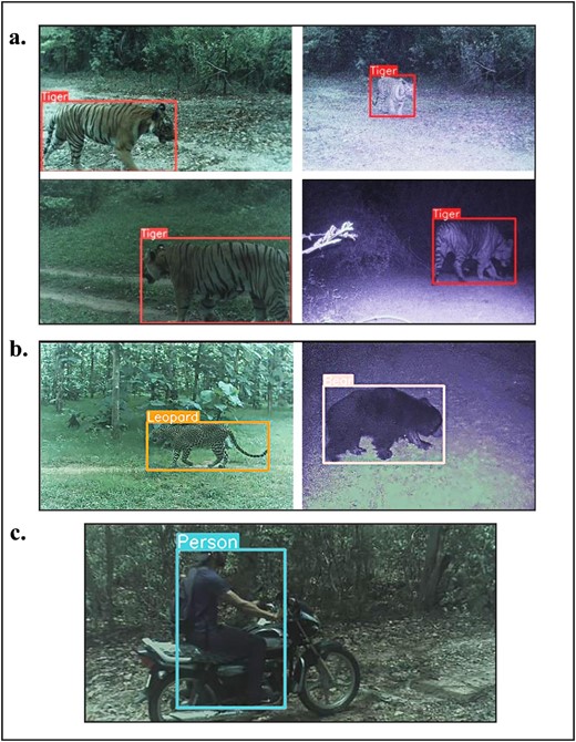 Images captured using TrailGuard AI of wildlife in Kanha-Pench Corridor(The study titled Mitigating human–wildlife conflict and monitoring endangered tigers using a real-time camera-based alert system) Images captured using TrailGuard AI of wildlife in Kanha-Pench Corridor(The study titled Mitigating human–wildlife conflict and monitoring endangered tigers using a real-time camera-based alert system)