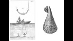 An illustration from 1793 depicting the device used to fish for the Pinna nobilis mollusc, which grows silk-like threads, and lives on parts of the Mediterranean Sea bed. (Courtesy Aarathi Prasad) An illustration from 1793 depicting the device used to fish for the Pinna nobilis mollusc, which grows silk-like threads, and lives on parts of the Mediterranean Sea bed. (Courtesy Aarathi Prasad)