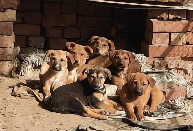 The seven puppies namely Liner, CC, Chotu, Coffee, Tika, Nosey and Motu, are quite healthy, happy and playful. The seven puppies namely Liner, CC, Chotu, Coffee, Tika, Nosey and Motu, are quite healthy, happy and playful.