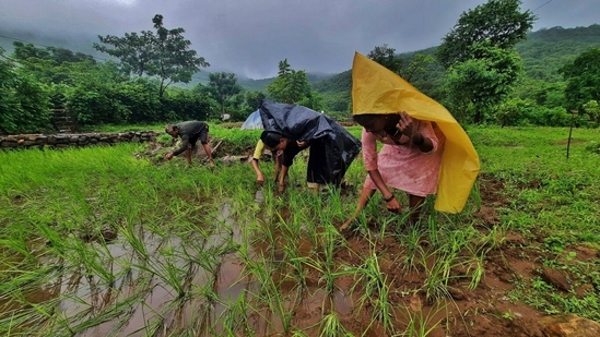 Tribal farmers In Pankhanda tribal village are seen doing rice farming, in Thane, in Mumbai. (Praful Gangurde / HT Photo )