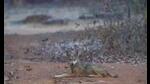 Kartik Dwivedi, an official with Etawah Lion Safari, took this picture of a grey wolf on January 15 on his way to the interpretation centre in the Baah range. (Sourced) Kartik Dwivedi, an official with Etawah Lion Safari, took this picture of a grey wolf on January 15 on his way to the interpretation centre in the Baah range. (Sourced)
