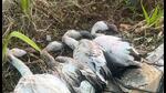 4 flamingos die dashing into 20-ft tall signage board in Nerul 4 flamingos die dashing into 20-ft tall signage board in Nerul