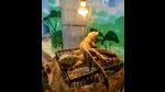 An iguana basking in the warmth of lamps at Chhatbir zoo in Mohali. (HT Photo) An iguana basking in the warmth of lamps at Chhatbir zoo in Mohali. (HT Photo)