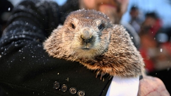 Groundhog Day 2024: Date, history, significance and all you need to know (REUTERS)