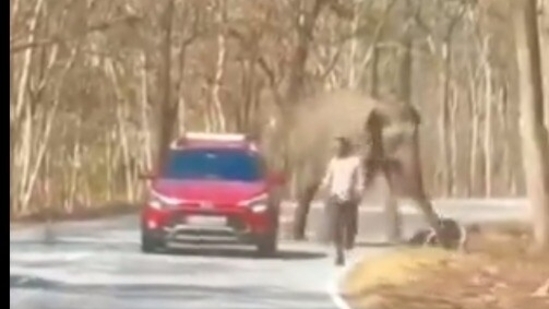 2 men try to click selfie, narrowly escape Elephant attack in Bandipur forest 2 men try to click selfie, narrowly escape Elephant attack in Bandipur forest