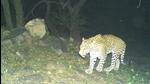 The leopard was captured in forested areas of Mangar in Haryana, which are yet to be recognised as forests by the state. (Sunil Harsana) The leopard was captured in forested areas of Mangar in Haryana, which are yet to be recognised as forests by the state. (Sunil Harsana)