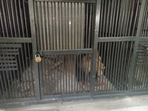 The lion seen locked in its cage at Tirupati zoo.(X/Sudhakar Udumula) The lion seen locked in its cage at Tirupati zoo.(X/Sudhakar Udumula)