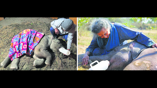 Bani is cleaned and massaged daily and her wounds dressed to prevent infections. (Wildlife SOS ) Bani is cleaned and massaged daily and her wounds dressed to prevent infections. (Wildlife SOS )