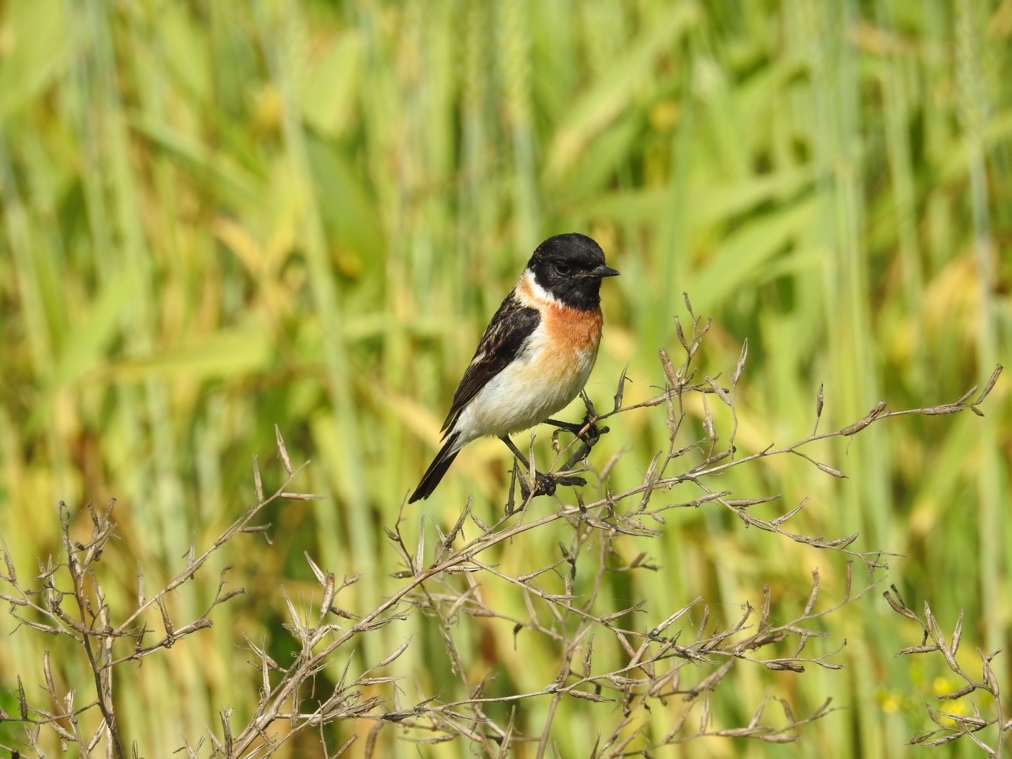 The Siberian stonechat migrates to India from Central Asia.(Neha Sinha) The Siberian stonechat migrates to India from Central Asia.(Neha Sinha)