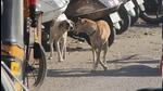The rally called for a societal shift in priorities, asserting that animal abuse should not be ignored in discussions. (HT FIle) The rally called for a societal shift in priorities, asserting that animal abuse should not be ignored in discussions. (HT FIle)