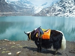The picturesque Tsomgo Lake in Sikkim (Representational picture)(File photo) The picturesque Tsomgo Lake in Sikkim (Representational picture)(File photo)