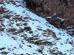 A snow leopard walks in a mountainside on the outskirts of Leh in Ladakh region on Friday. (AFP) A snow leopard walks in a mountainside on the outskirts of Leh in Ladakh region on Friday. (AFP)