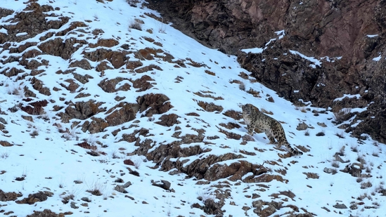 A snow leopard walks in a mountainside on the outskirts of Leh in Ladakh region on Friday. (AFP) A snow leopard walks in a mountainside on the outskirts of Leh in Ladakh region on Friday. (AFP)