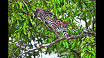 The leopard cat is often mistaken for a leopard. (Shutterstock) The leopard cat is often mistaken for a leopard. (Shutterstock)