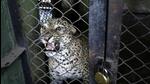 The alleged inefficient handling of the zoo once again came to the fore last week during the early hours of March 4 when an eight-year-old male leopard escaped from his enclosure at the rescue and rehabilitation centre. (HT PHOTO) The alleged inefficient handling of the zoo once again came to the fore last week during the early hours of March 4 when an eight-year-old male leopard escaped from his enclosure at the rescue and rehabilitation centre. (HT PHOTO)