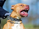 Centre bans breeding, sale of ‘ferocious’ dog breeds amid rising dog bite cases Centre bans breeding, sale of ‘ferocious’ dog breeds amid rising dog bite cases