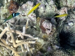 The team collected 1,800 samples from a depth of about five kilometres. (AP) The team collected 1,800 samples from a depth of about five kilometres. (AP)