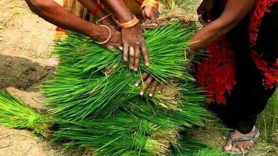 Chhattisgarh government had promised to distribute a two-year pending bonus for paddy procurement to farmers across the state.. (AP Photo/Rajesh Kumar Singh)(AP) Chhattisgarh government had promised to distribute a two-year pending bonus for paddy procurement to farmers across the state.. (AP Photo/Rajesh Kumar Singh)(AP)