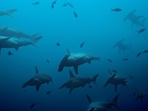 Hammerhead sharks (Istock) Hammerhead sharks (Istock)