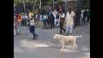 A dog carries a human hand in its mouth, on the KGMU campus, on Friday. (HT Photo) A dog carries a human hand in its mouth, on the KGMU campus, on Friday. (HT Photo)