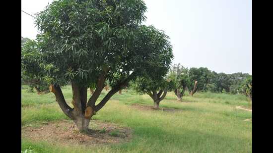 Mango cultivation spans 2.6 lakh hectares in UP, yielding 45 lakh mangoes. (HT Photo) Mango cultivation spans 2.6 lakh hectares in UP, yielding 45 lakh mangoes. (HT Photo)