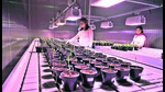 Research scientists working at the AccelBreed centre in the School of Agricultural Biotechnology at PAU in Ludhiana on Monday. (Gurpreet Singh/HT) Research scientists working at the AccelBreed centre in the School of Agricultural Biotechnology at PAU in Ludhiana on Monday. (Gurpreet Singh/HT)