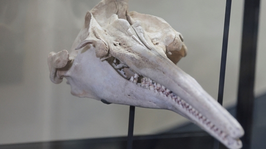 A fossil of the skull of the largest dolphin in history that inhabited the Peruvian Amazon 16 million years ago and was discovered in an expedition sponsored by the National Geographic Society is exhibited at the Museum of Natural History in Lima, Peru(REUTERS)