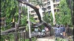 As part of the NBCC proposal, the project site has 110 trees, of which none is to be felled, while 46 are to be transplanted. (HT Archive) As part of the NBCC proposal, the project site has 110 trees, of which none is to be felled, while 46 are to be transplanted. (HT Archive)