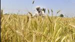 Despite lower output due to extreme weather over two straight cropping seasons, the government has avoided wheat imports, which attract a 40% duty. (HT file) Despite lower output due to extreme weather over two straight cropping seasons, the government has avoided wheat imports, which attract a 40% duty. (HT file)