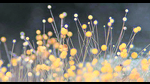 Bread mould as seen under a microscope. (Adobe Stock) Bread mould as seen under a microscope. (Adobe Stock)