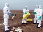 Officials of the wildlife wing of Himachal Pradesh’s forest department collecting samples of the dead migratory birds at the Pong Dam wetland in January when the avian flu outbreak claimed the lives of more than 5,000 birds. (HT file photo) Officials of the wildlife wing of Himachal Pradesh’s forest department collecting samples of the dead migratory birds at the Pong Dam wetland in January when the avian flu outbreak claimed the lives of more than 5,000 birds. (HT file photo)