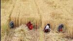 Wheat reserves in state-run granaries totalled 9.7 million tonnes on March 1, down from 11.7 million tonnes in March 2023, according to official figures. (Parveen Kumar/Hindustan Times) Wheat reserves in state-run granaries totalled 9.7 million tonnes on March 1, down from 11.7 million tonnes in March 2023, according to official figures. (Parveen Kumar/Hindustan Times)