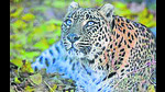 On March 8, a two-year-old leopard and two cubs were found dead in an orchard in Janguni village in Shimla. (AFP) On March 8, a two-year-old leopard and two cubs were found dead in an orchard in Janguni village in Shimla. (AFP)