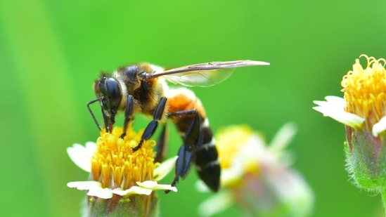 For the most part, bees are innocuous winged insects that perform the vital role of pollination and thus ensure food security and ecological balance for the rest of us.(Getty Images/iStockphoto) For the most part, bees are innocuous winged insects that perform the vital role of pollination and thus ensure food security and ecological balance for the rest of us.(Getty Images/iStockphoto)