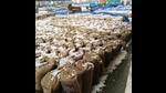 Hail-covered sacks of grains at the mandi in Indri in Karnal on Friday. (HT Photo) Hail-covered sacks of grains at the mandi in Indri in Karnal on Friday. (HT Photo)