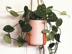 pothos pothos