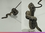 10 yellow anacondas were seized from the checked-in luggage of the passenger.(Bengaluru Customs/X) 10 yellow anacondas were seized from the checked-in luggage of the passenger.(Bengaluru Customs/X)