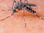 Every year, World Malaria Day is observed on April 25. Every year, World Malaria Day is observed on April 25.