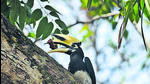 The animal exchange was finalised and approved by MoEFCC on March 25, and is likely to be completed over the next fortnight. (HT) The animal exchange was finalised and approved by MoEFCC on March 25, and is likely to be completed over the next fortnight. (HT)