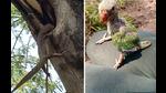 Monitor lizard dangles from parakeet nest; fledgling after rescue perches on guard’s thigh. (HT PHOTOS) Monitor lizard dangles from parakeet nest; fledgling after rescue perches on guard’s thigh. (HT PHOTOS)