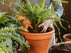 fern_cover fern_cover