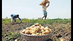The potato-growing region of Farrukhabad (HT Photo) The potato-growing region of Farrukhabad (HT Photo)