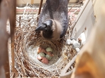 As seen in Teen Adhyay: A crow building a nest, laying eggs, the eggs maturing to hatch, and the new bird in flight(Subash Sahoo) As seen in Teen Adhyay: A crow building a nest, laying eggs, the eggs maturing to hatch, and the new bird in flight(Subash Sahoo)