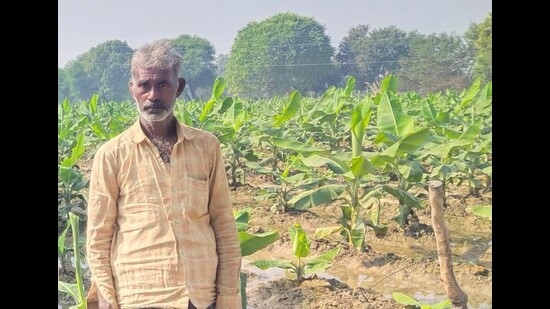 A farmer standing in his banana farm in Kaushambi (HT photo) A farmer standing in his banana farm in Kaushambi (HT photo)