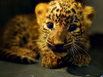 While the success rate of reunions is significantly high, there were a few reunions that could not be orchestrated, said officials from wildlife conservation NGOs. (HT PHOTO) While the success rate of reunions is significantly high, there were a few reunions that could not be orchestrated, said officials from wildlife conservation NGOs. (HT PHOTO)