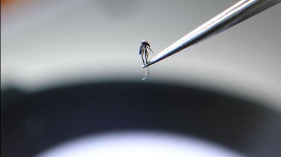 WNV is transmitted to humans through bites from infected mosquitoes. (AFP Photo) WNV is transmitted to humans through bites from infected mosquitoes. (AFP Photo)
