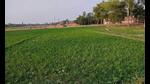 CIMAP-Haleon pact to help Barabanki farmers in mint farming (File) CIMAP-Haleon pact to help Barabanki farmers in mint farming (File)